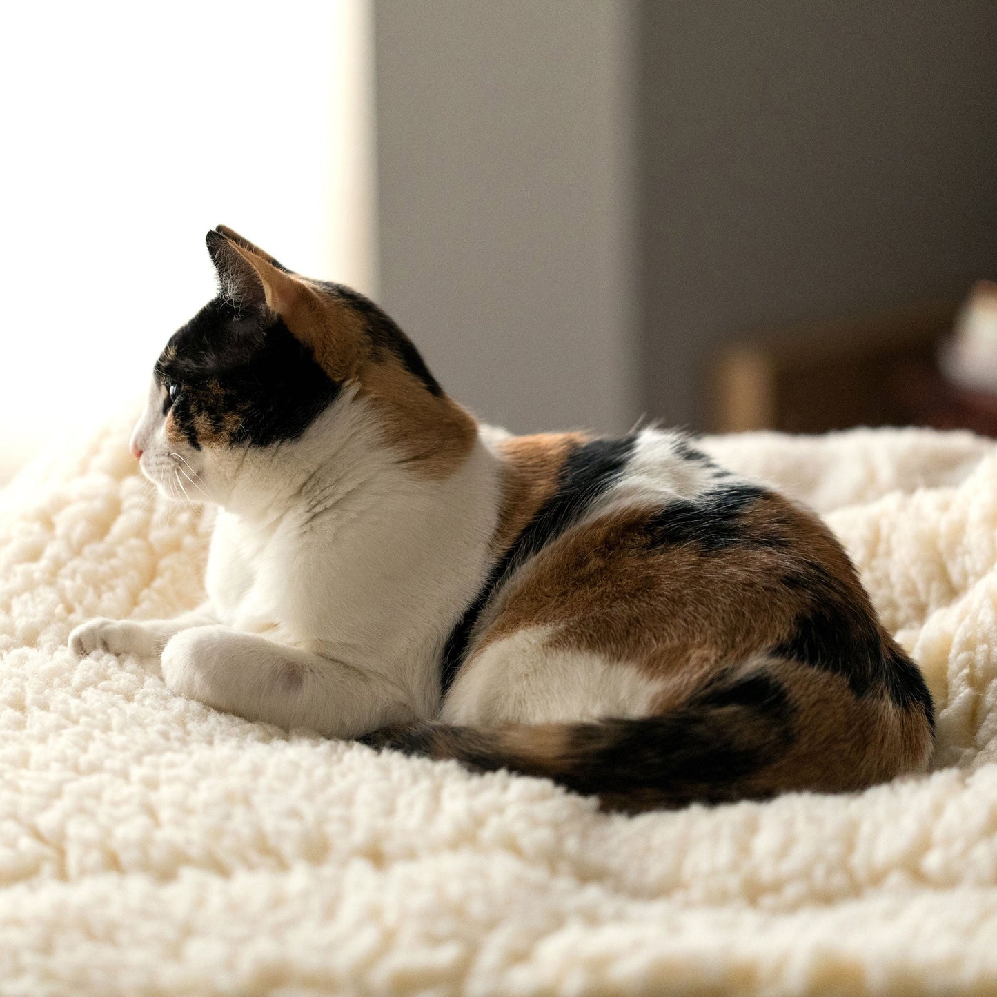 ElaPaw Mat Cat & Dog Bed